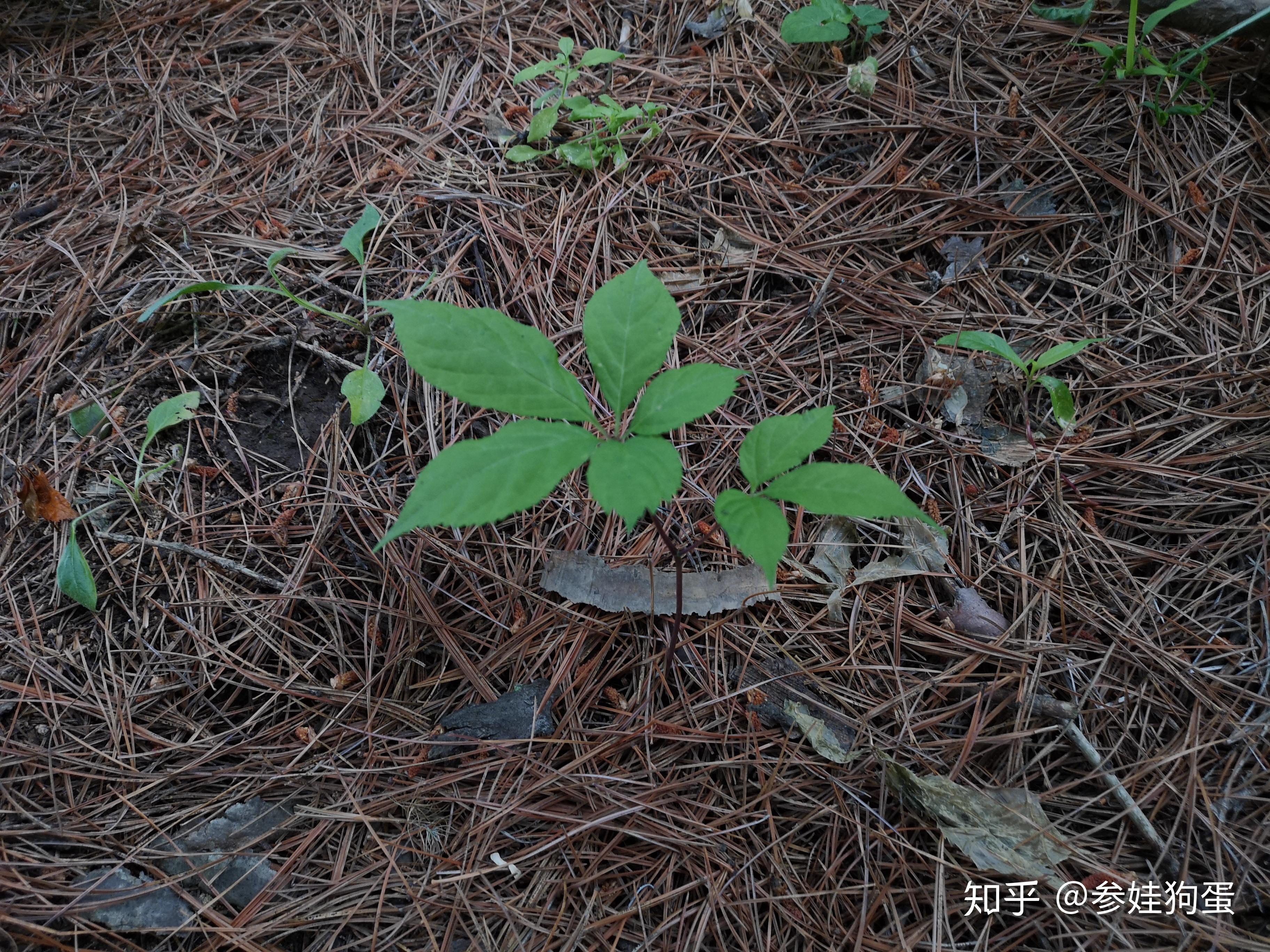 四等环境林下参环境,选择松树林环境进行培育,这种环
