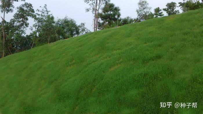 护坡草籽哪些好适合公路两旁边坡绿化的品种介绍