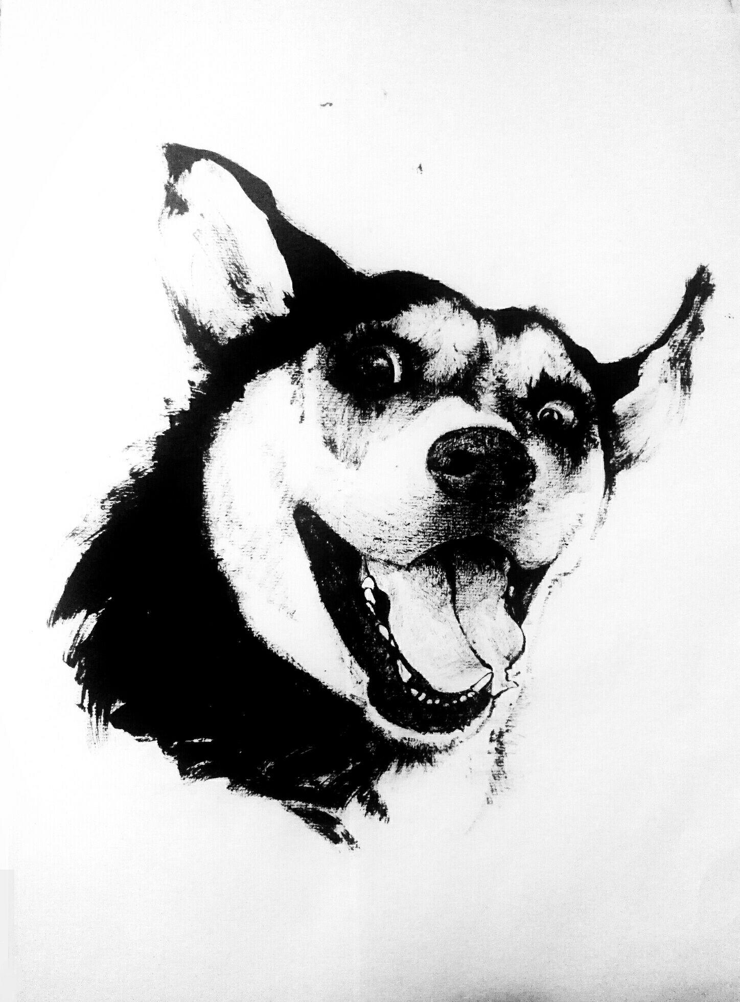 国画怎样画哈士奇