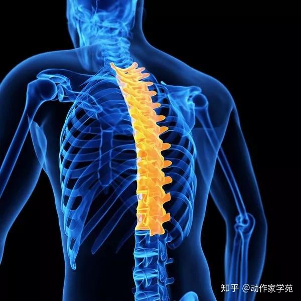 覺得駝背總是不能改善嗎一個動作打開胸椎的3d面向