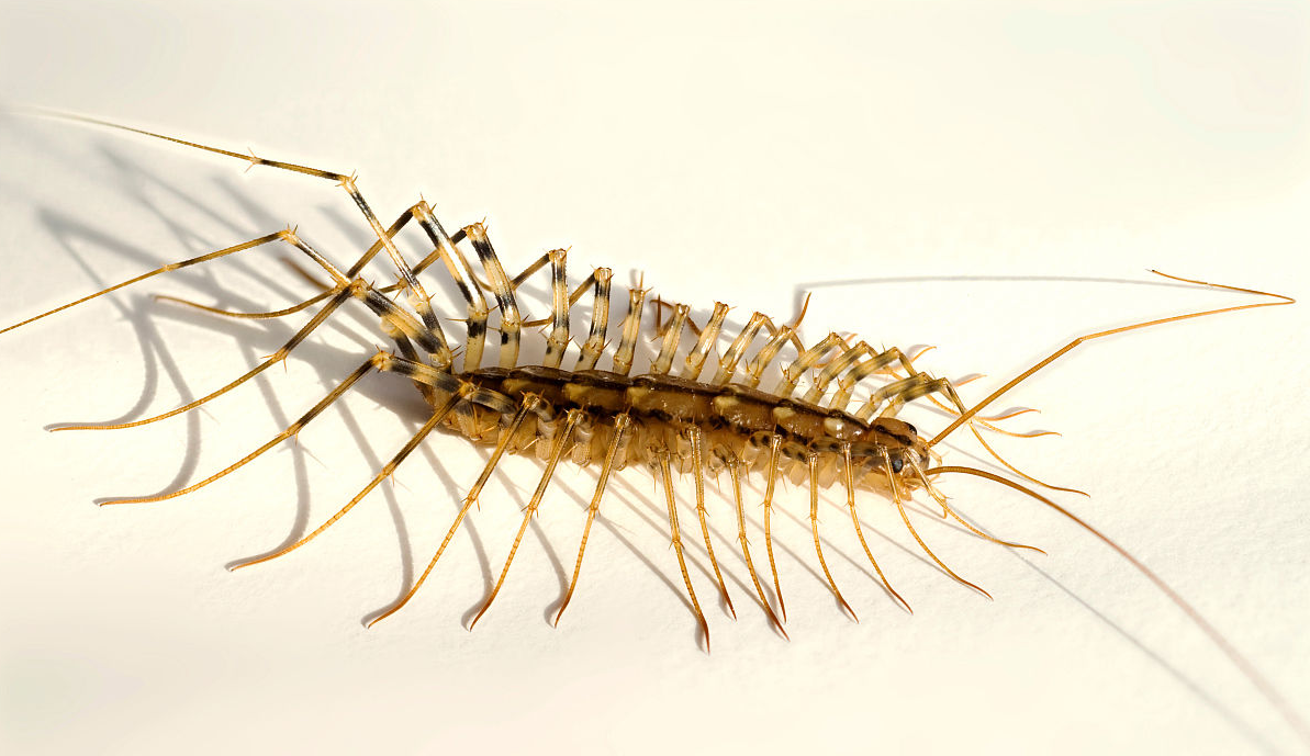 动物篇13节肢动物门多足亚门