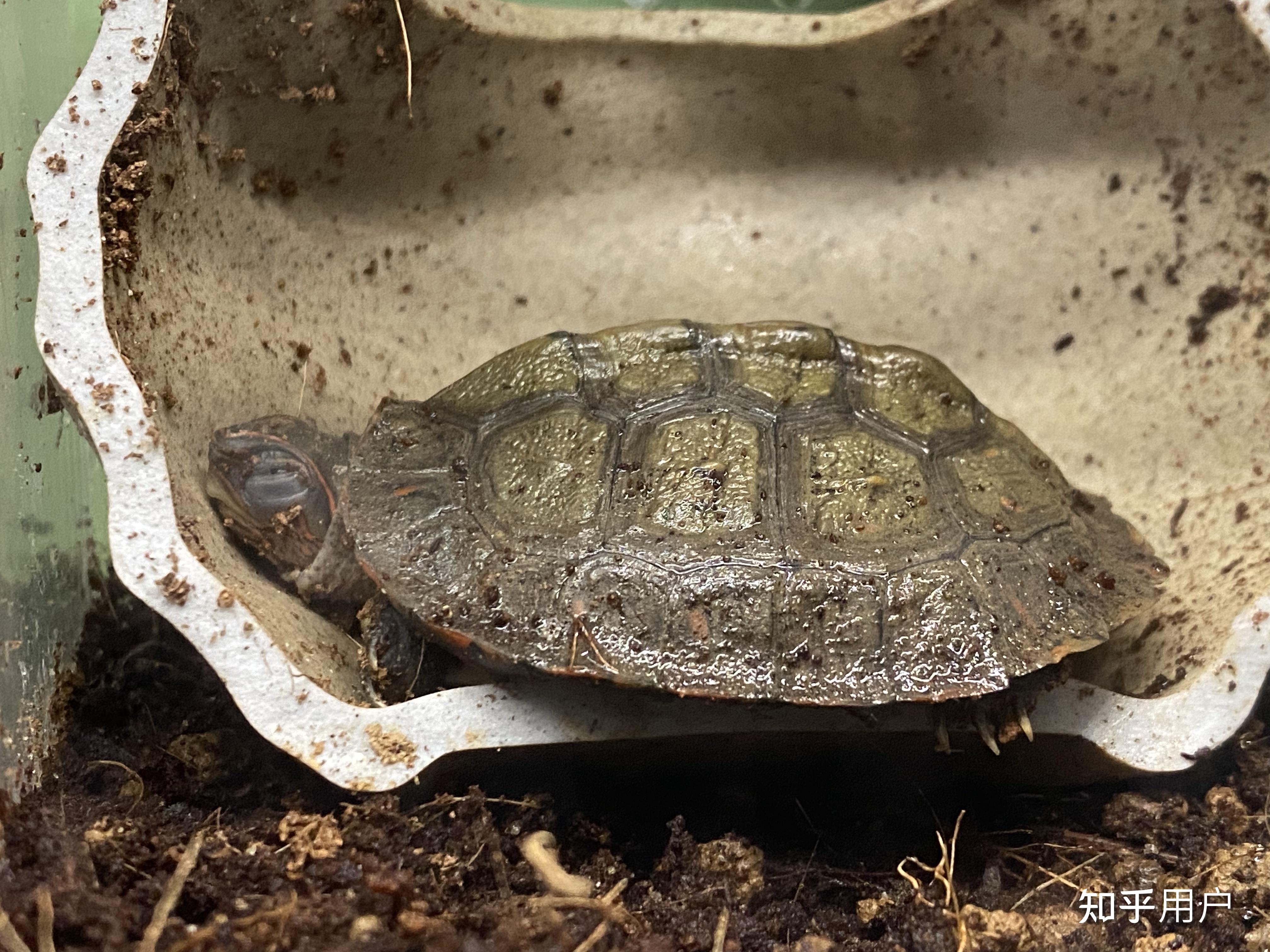 可以看看你们的木纹龟吗