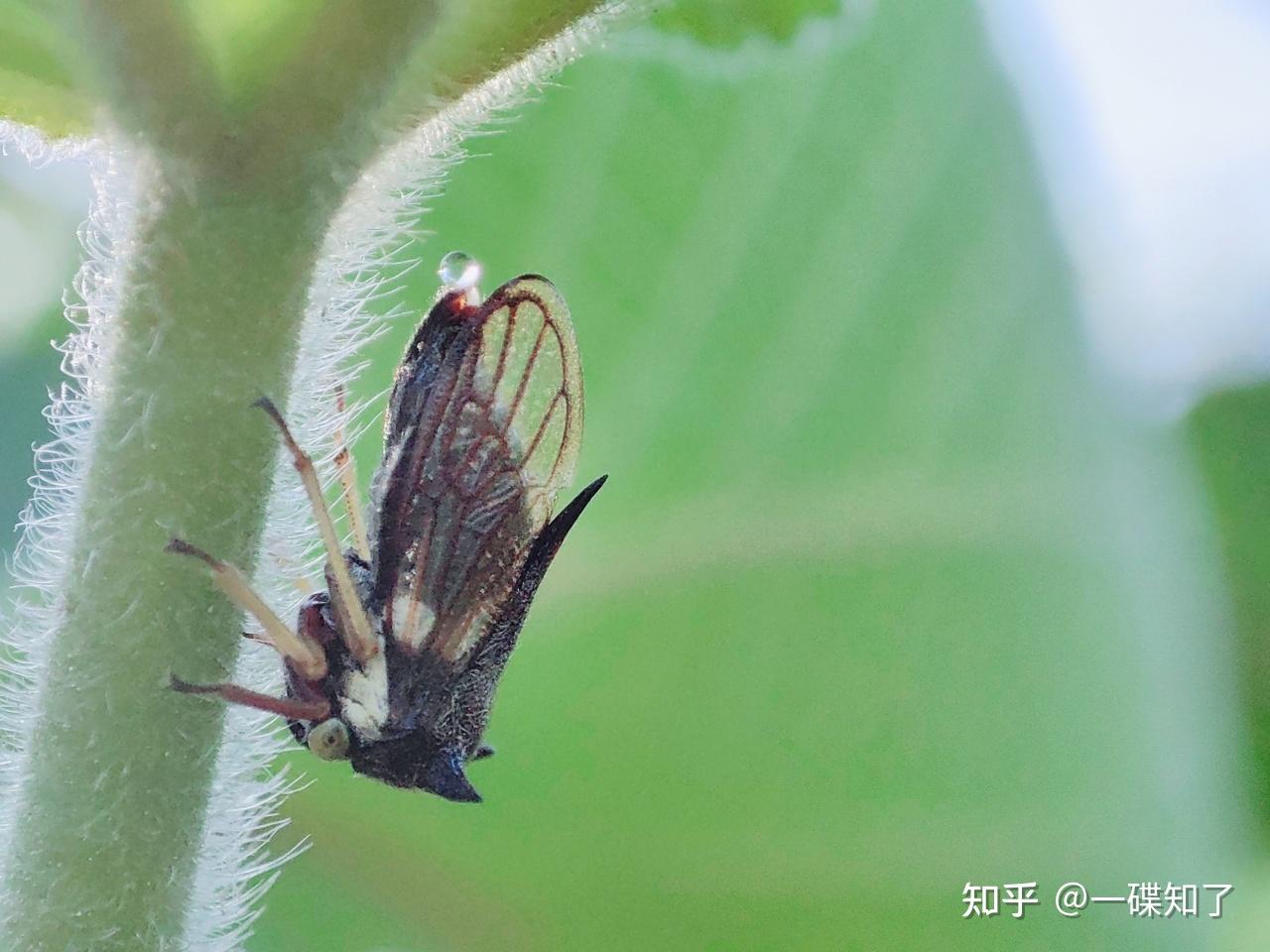 角蝉,半翅目(hemiptera)头喙亚目(auchenorrhyncha)角蝉科