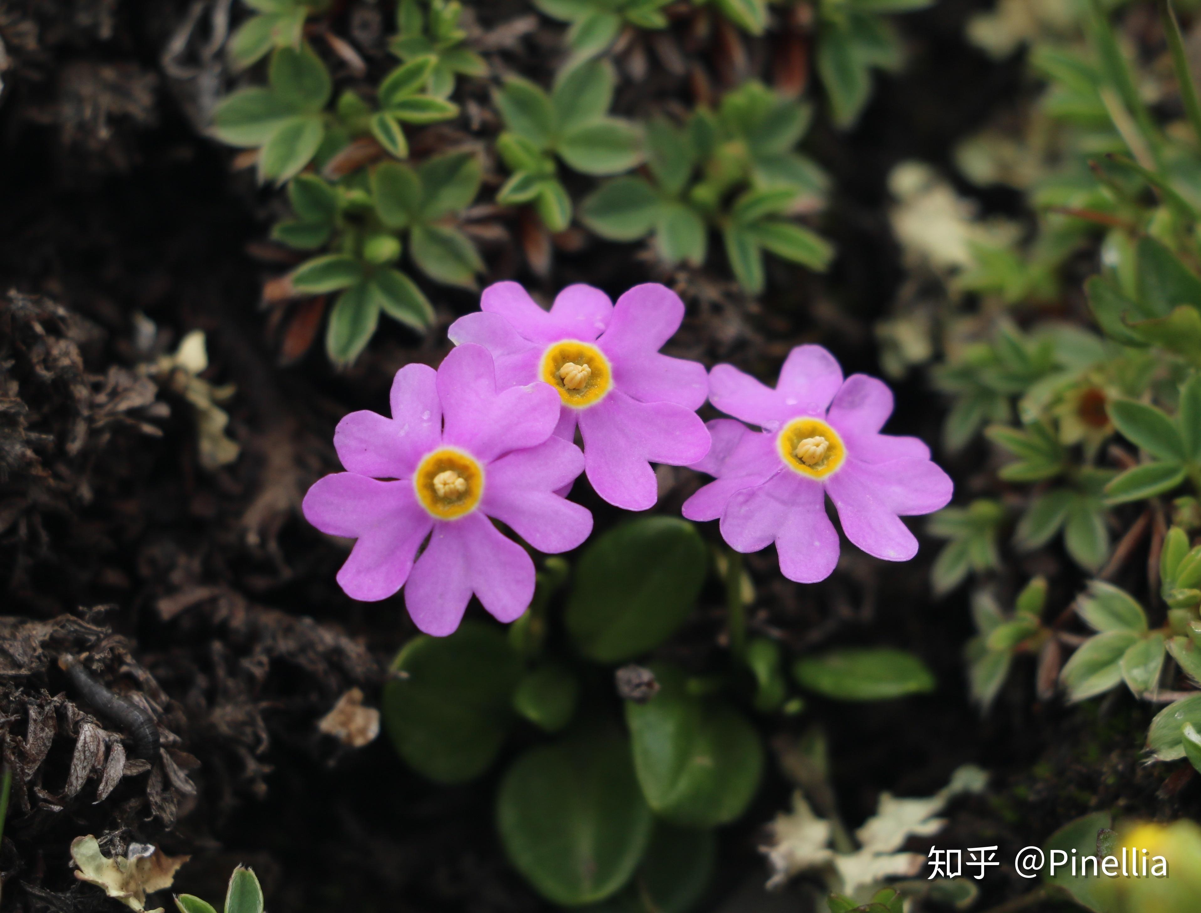 青藏秘境寻花之祁连篇下大冬树山垭口