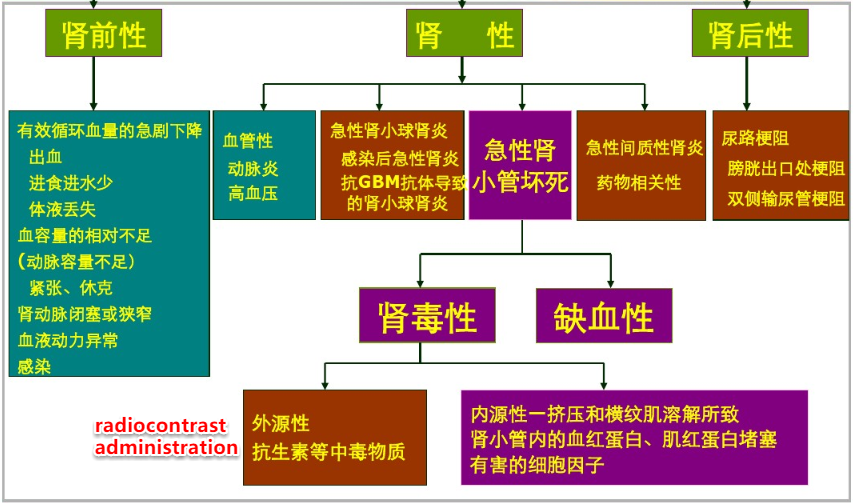 急性腎功能衰竭