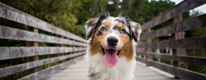 澳大利亚牧羊犬的身体特征是什么? - 知乎