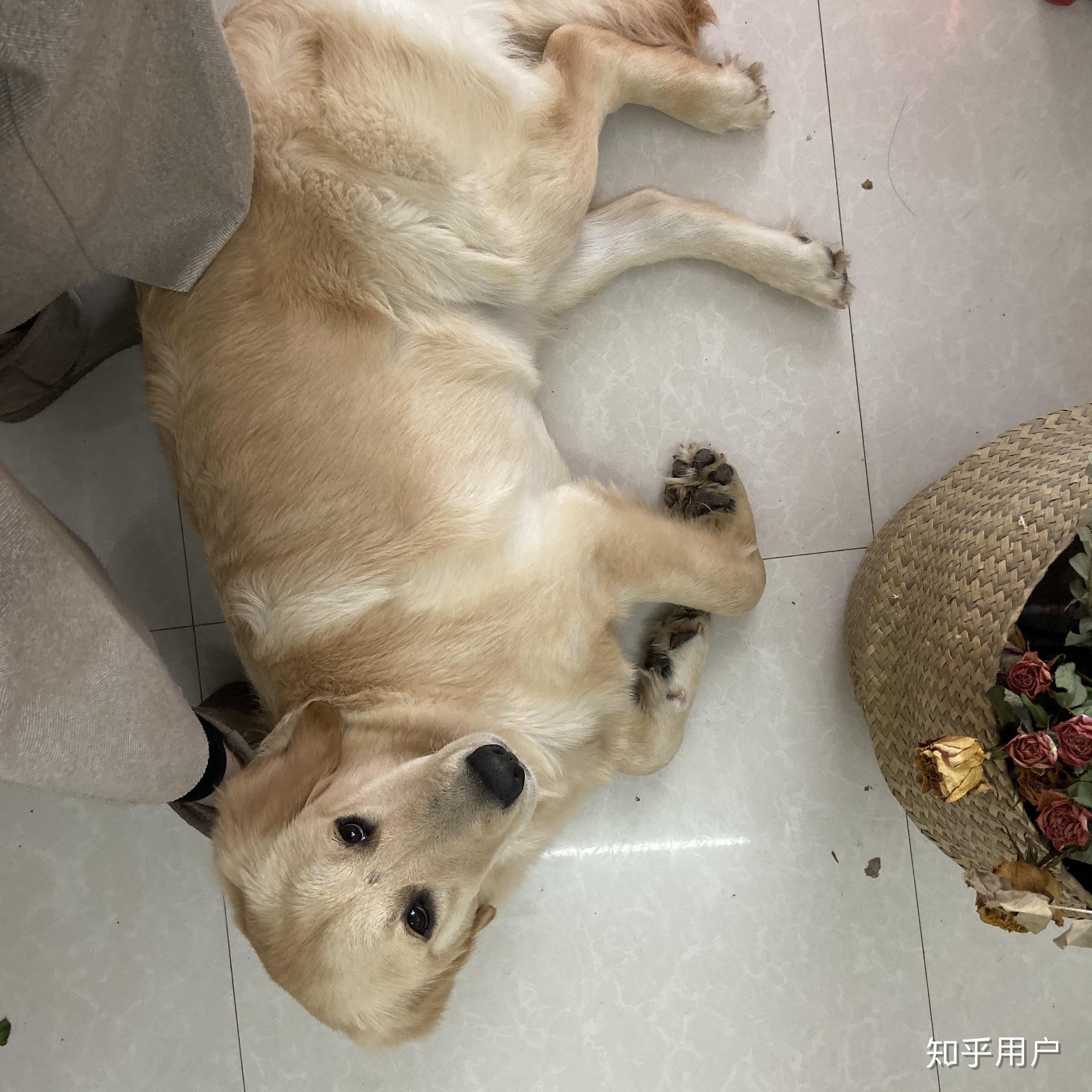 拉布拉多和金毛杂交长什么样子