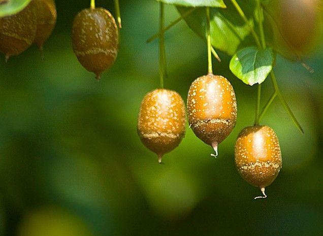国家Ⅱ级保护濒危珍稀植物：秤锤树 - 知乎