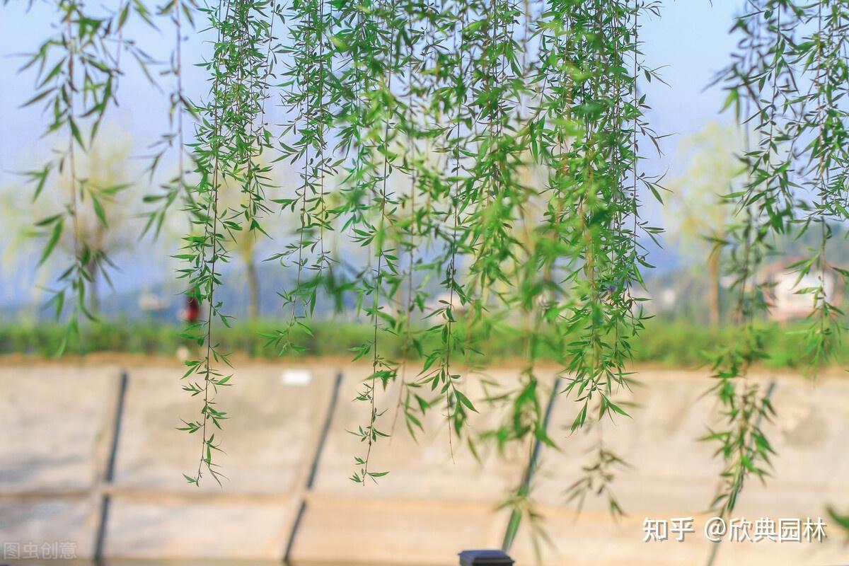 园林植物篇之垂柳 - 知乎