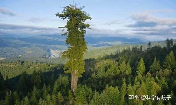参天大树是怎么把水分吸到树顶的？ - 知乎