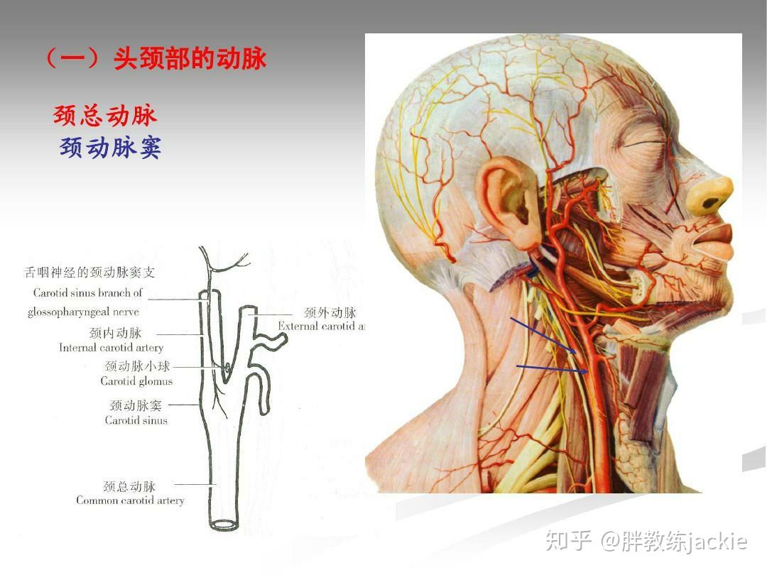 颈动脉窦解剖位置图片