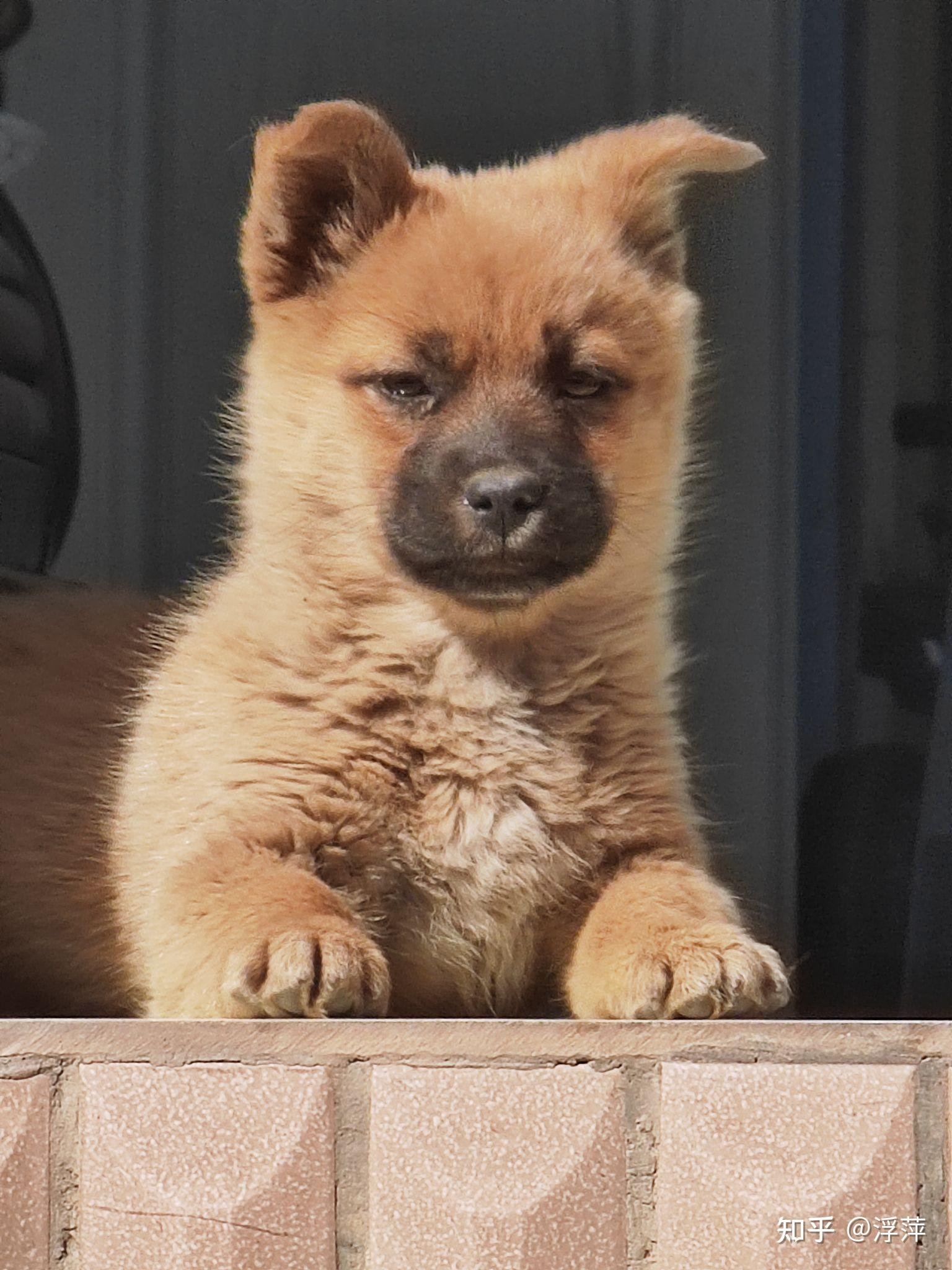 小土狗可以有多好看