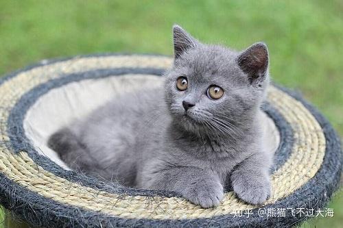 猫外伤感染化脓怎么处理 知乎