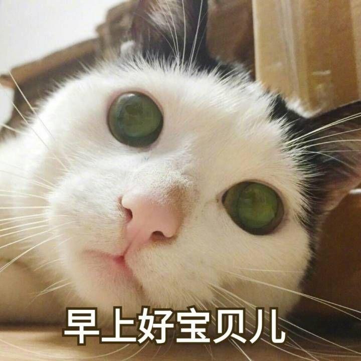 有哪些关于猫的萌图或者表情图