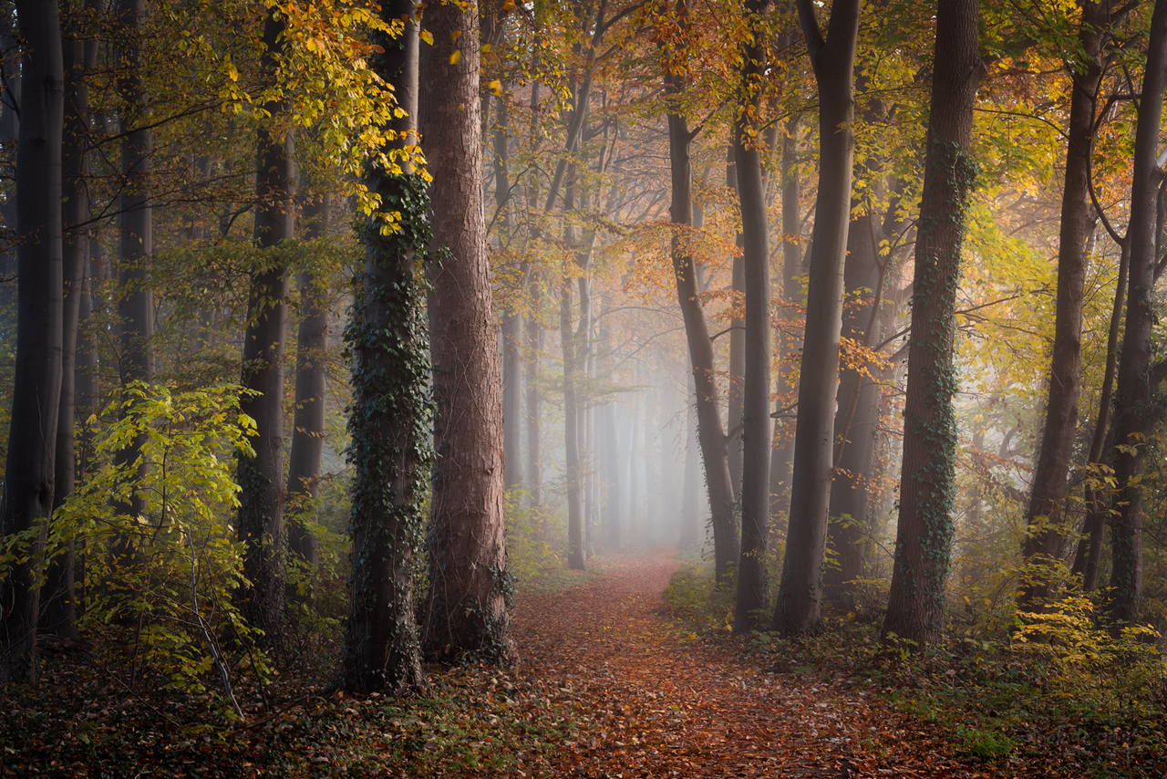 专访荷兰摄影师拍下奇幻森林看一次治愈一次