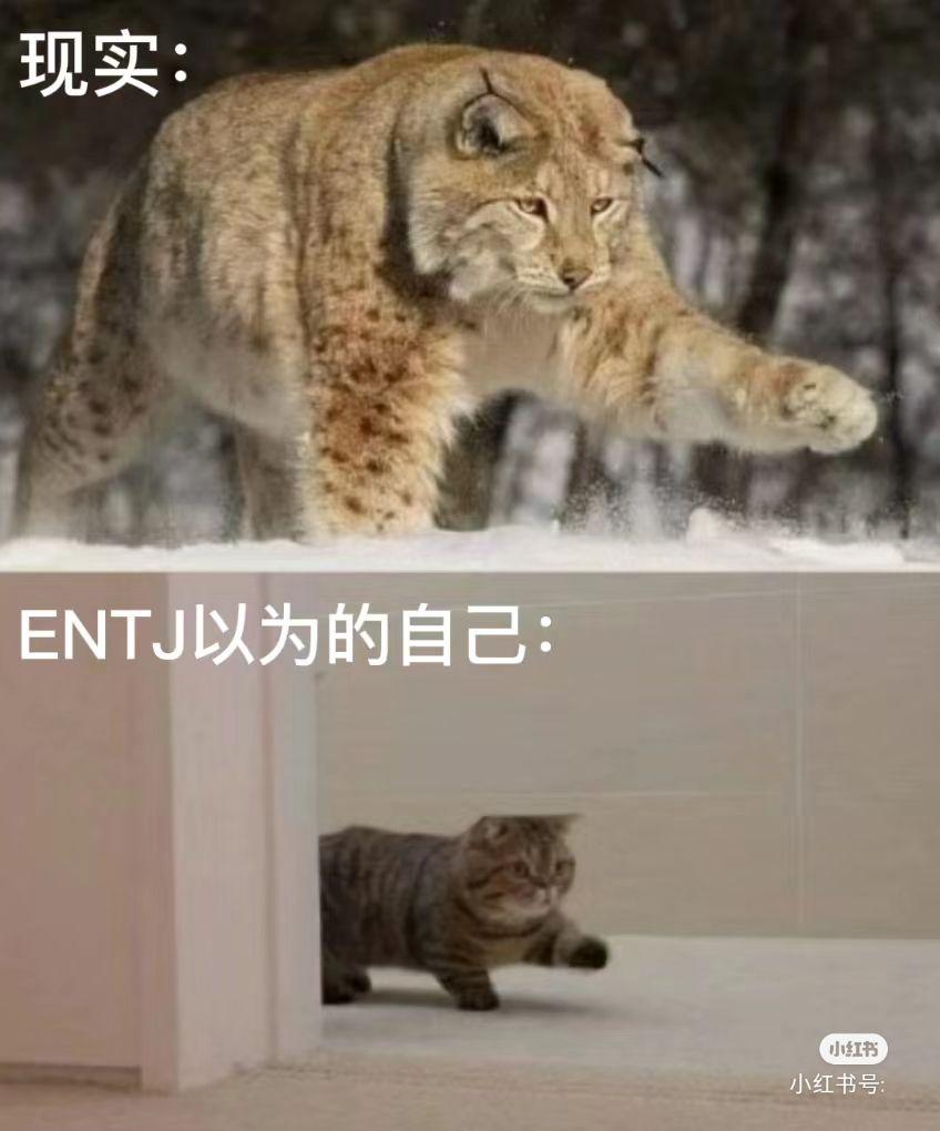 ENTJ梗图一览 - 知乎
