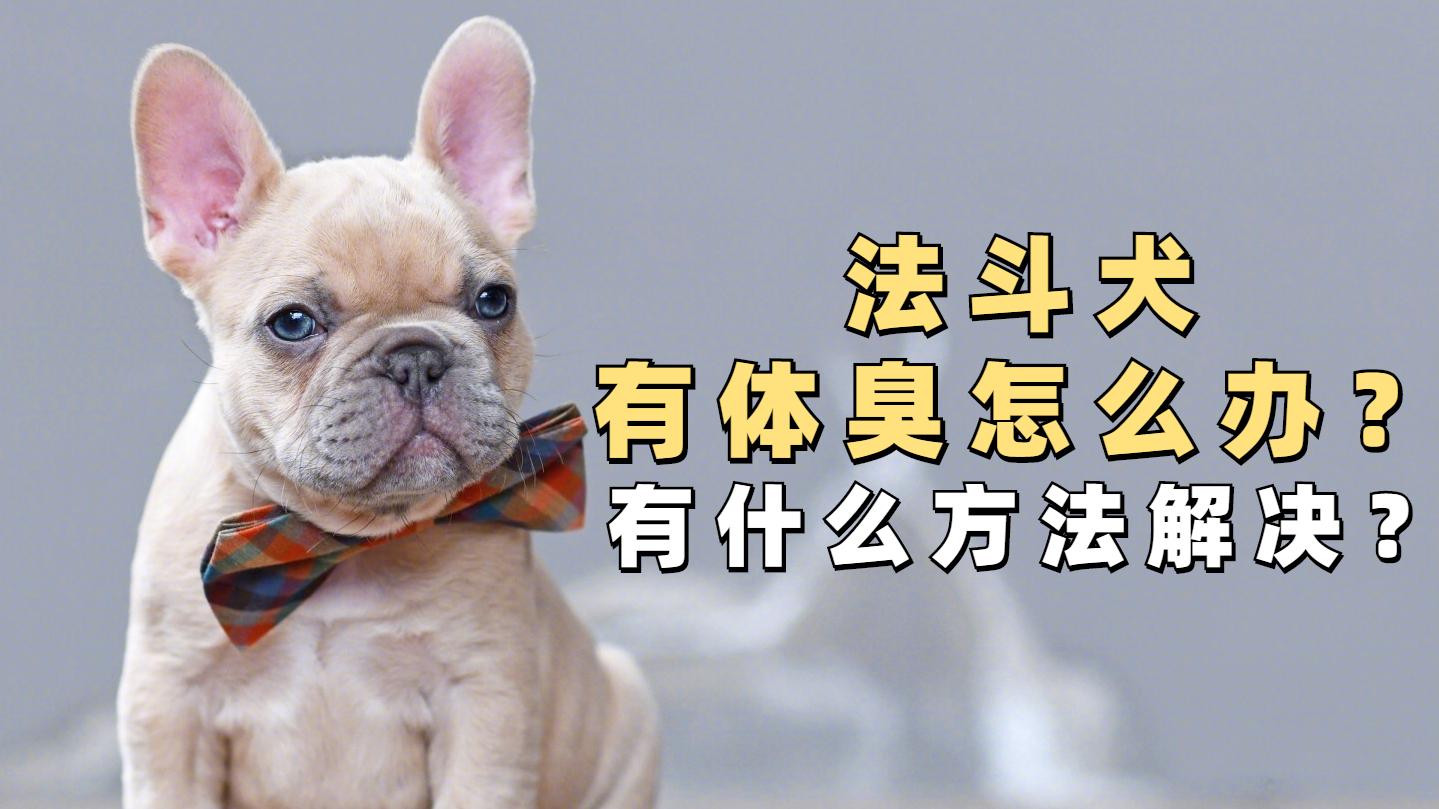 法国斗牛犬很臭体味大怎么办