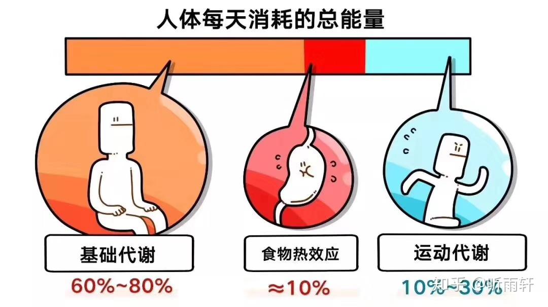 我们身体燃烧卡路里有三种主要方式:人体基础代谢率这是身体为基本运输所