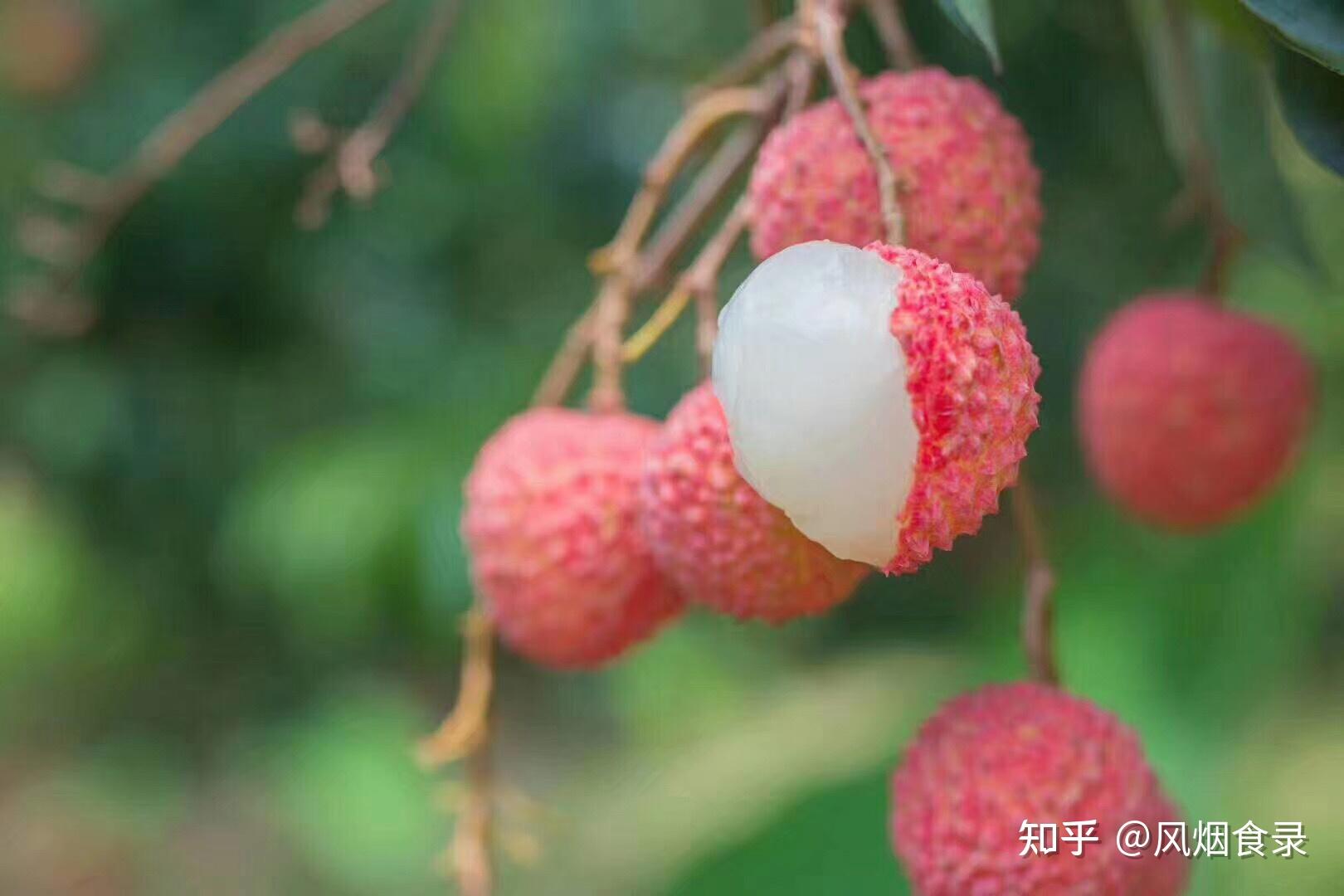 中国的荔枝到底有多少种？哪的荔枝最好吃？该怎么选？一文全读懂 - 知乎