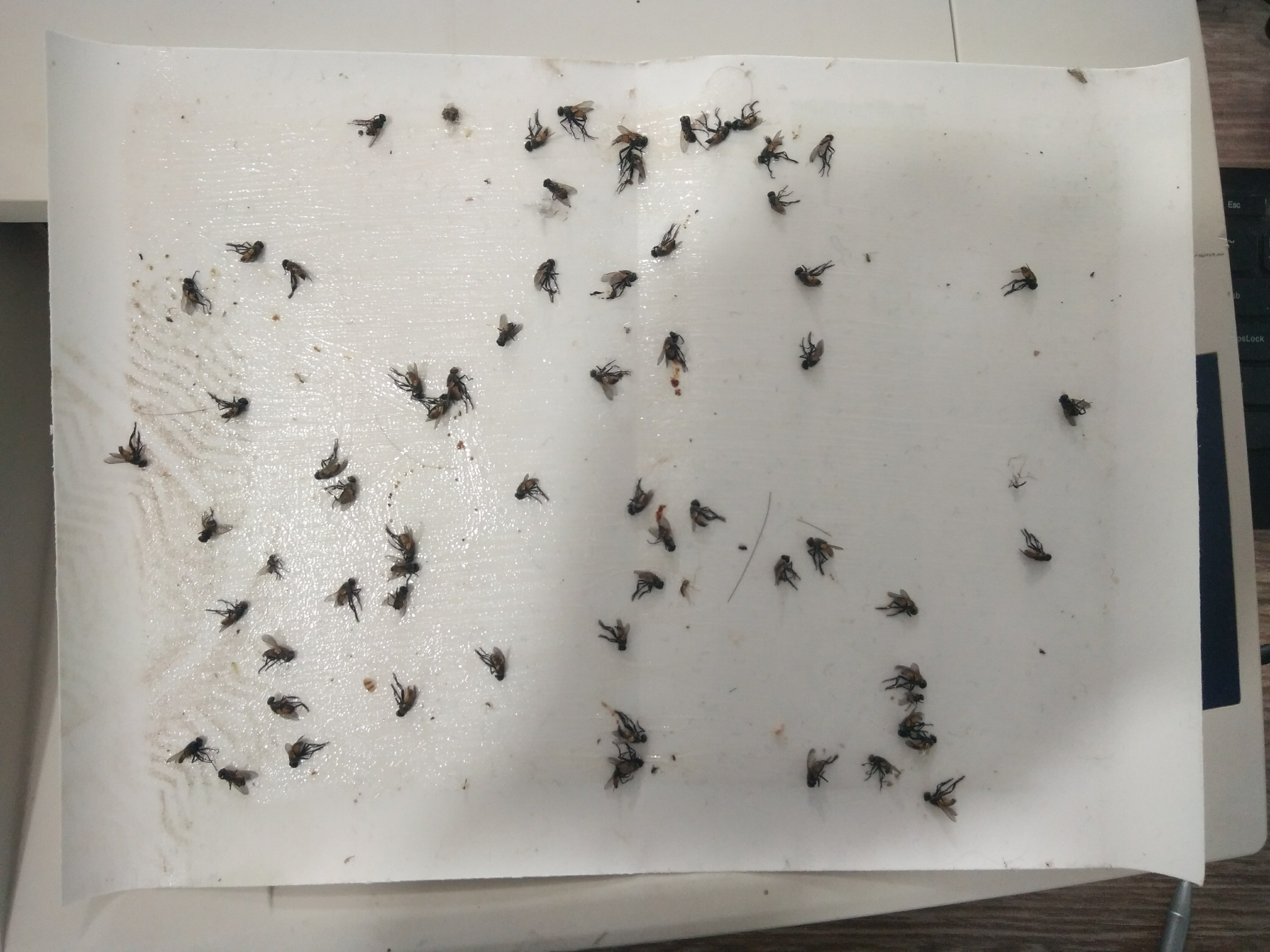 如果你是苍蝇被粘在了粘蝇板上,正确自救姿势是什么?