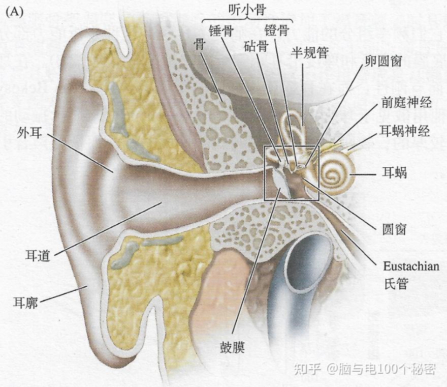 听觉记忆 - 知乎