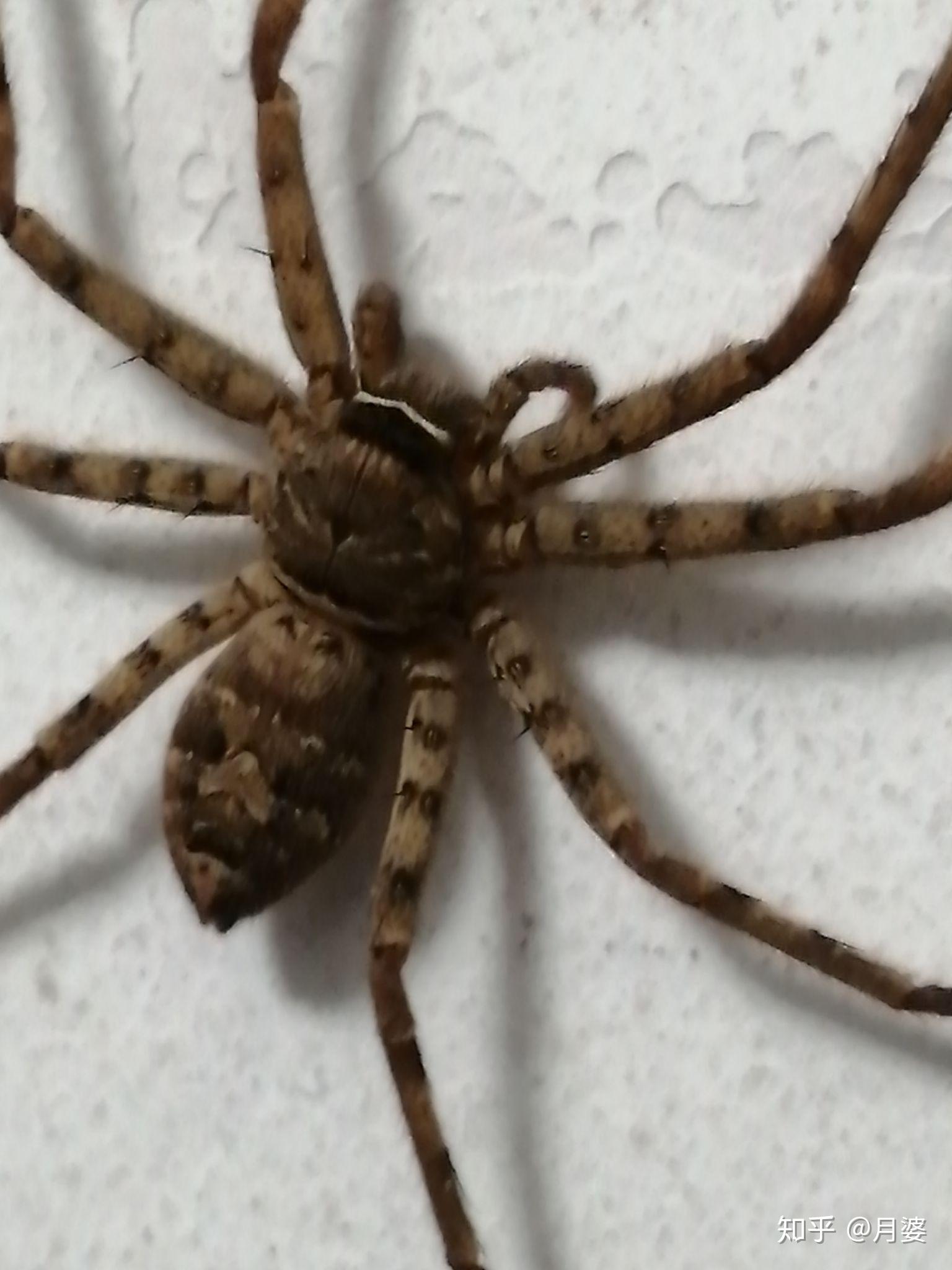 这是什么蜘蛛这么大咬人吗没捉到跑了在屋里感觉不安全