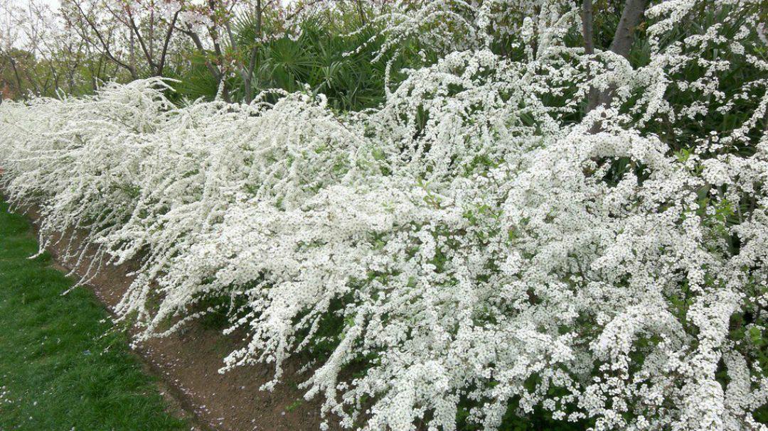 花如白雪盖枝头的植物—珍珠花可用植物非试管高效快繁技术快繁