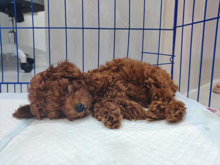 病例日记 犬球虫 低血糖 知乎 病例日记 犬球虫 低血糖 知乎