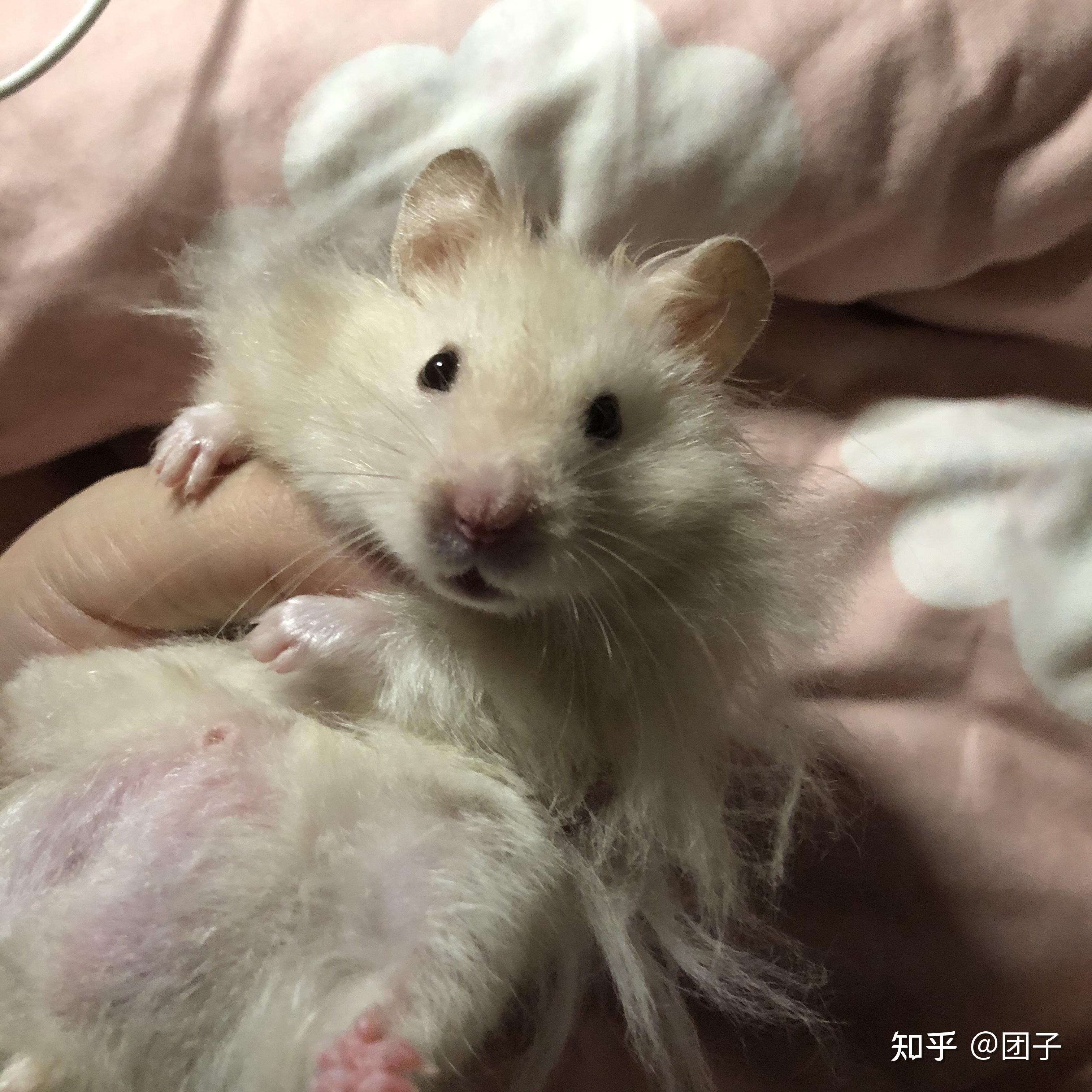 成年雄性金丝熊体重110g正常吗