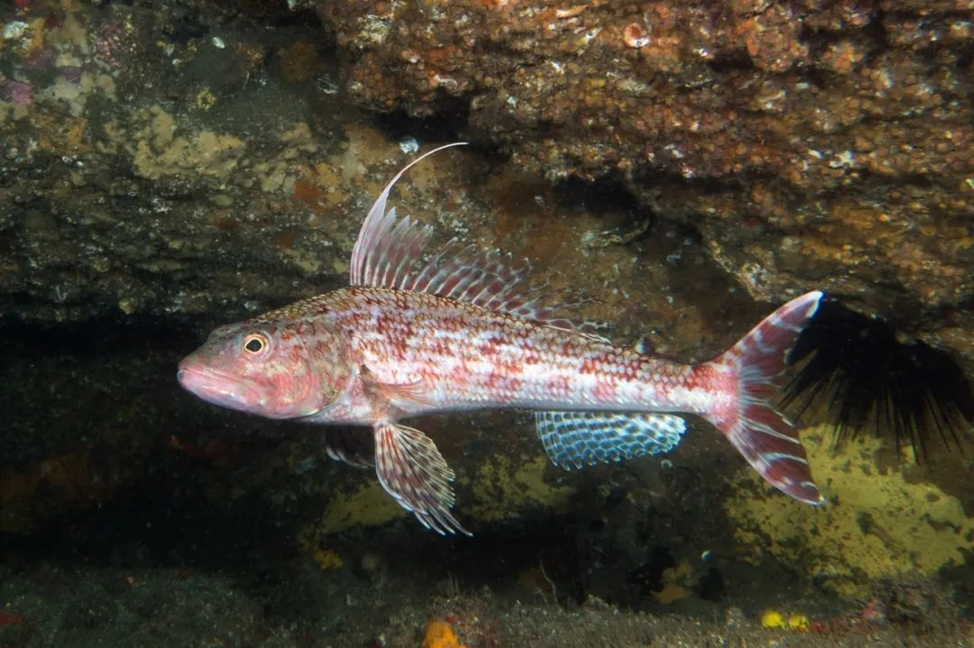 仙女鱼,一个以"仙女"为名的"妖怪"家族(作者:暮晖熠熠)