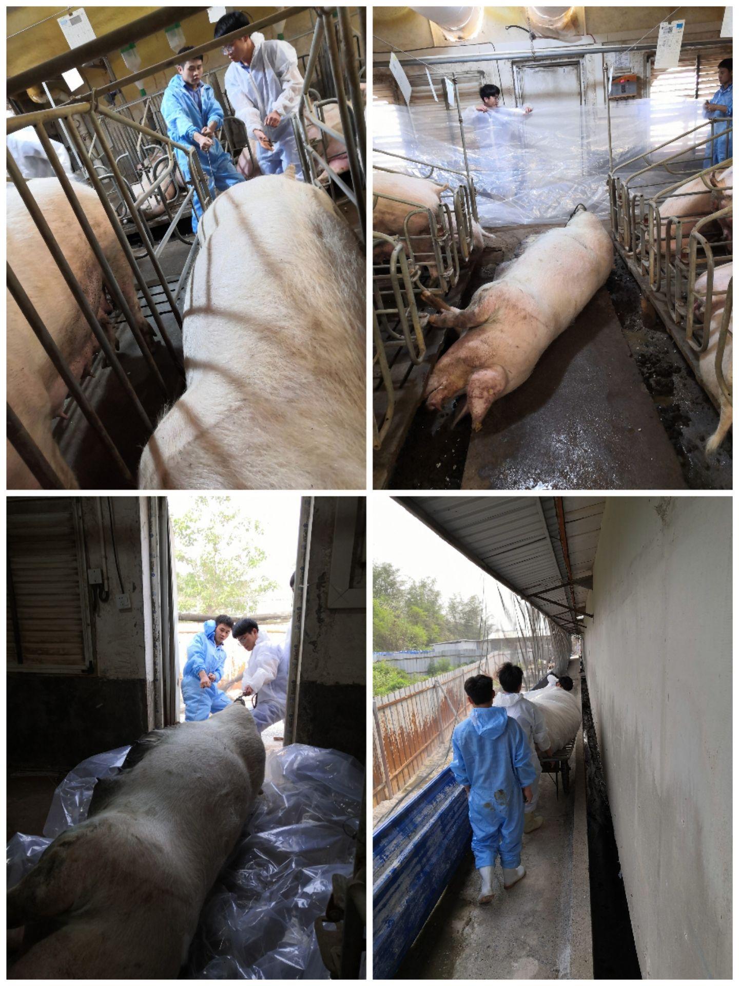 大家的公司我的正邦120