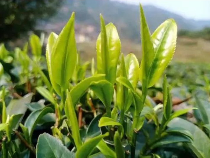 你知道春茶、夏茶、秋茶之分吗? - 知乎