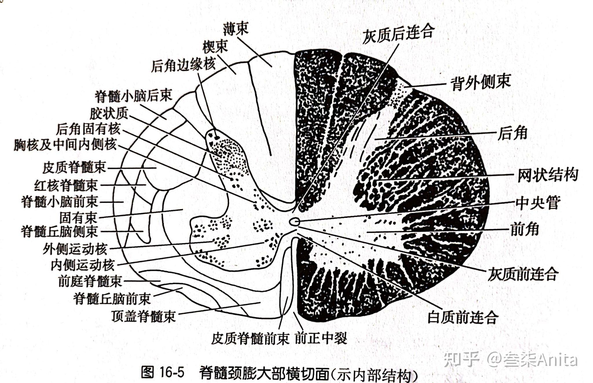 脊髓横切图手绘图图片