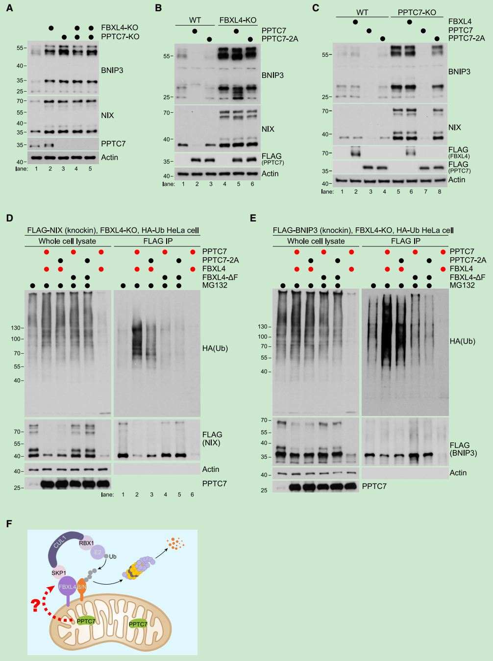 单票 票 票据 1006_1349 竖版 竖屏