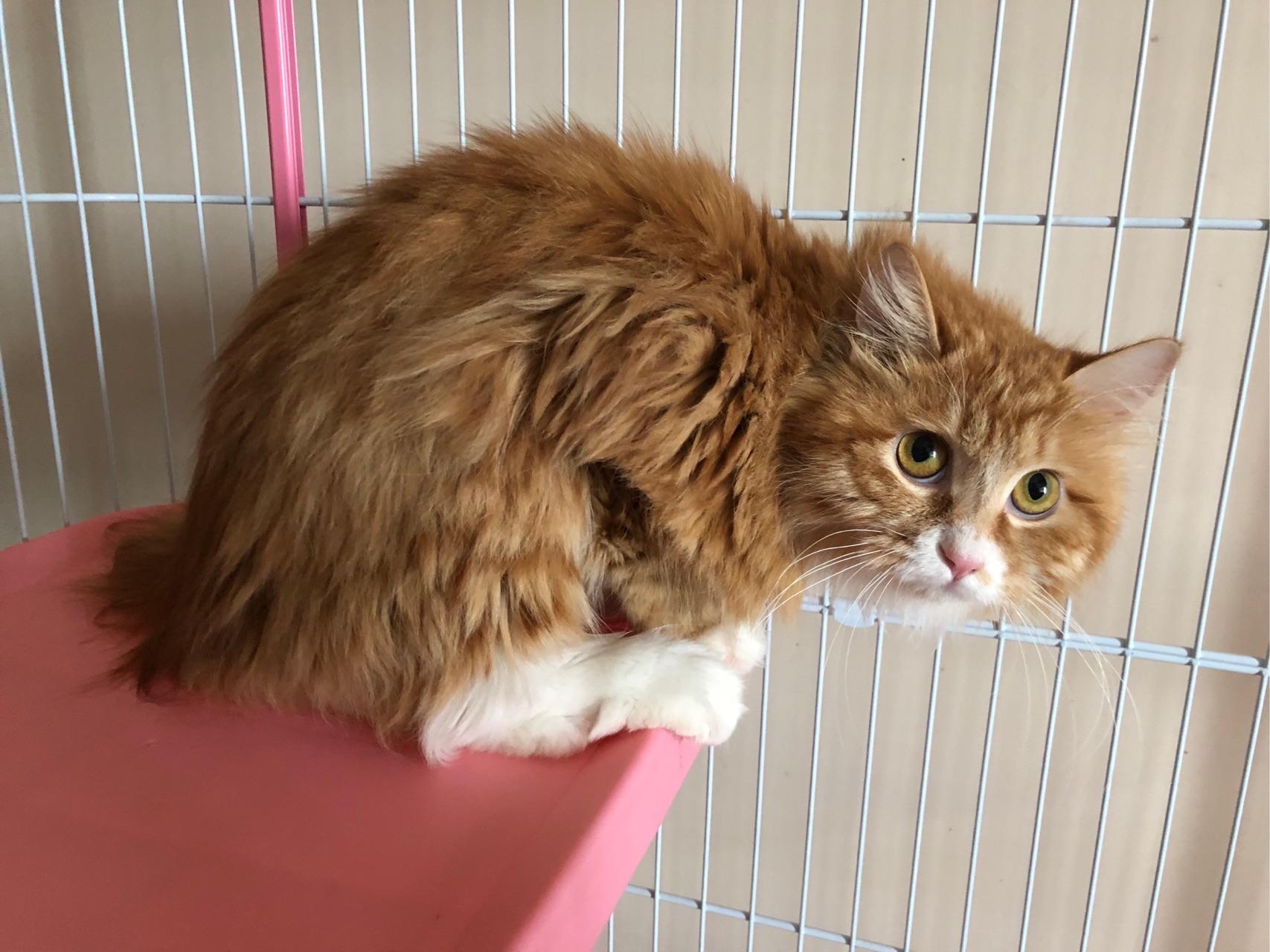 我领养的怂猫特别不一样,还有希望变得粘人吗?求驯化方法!