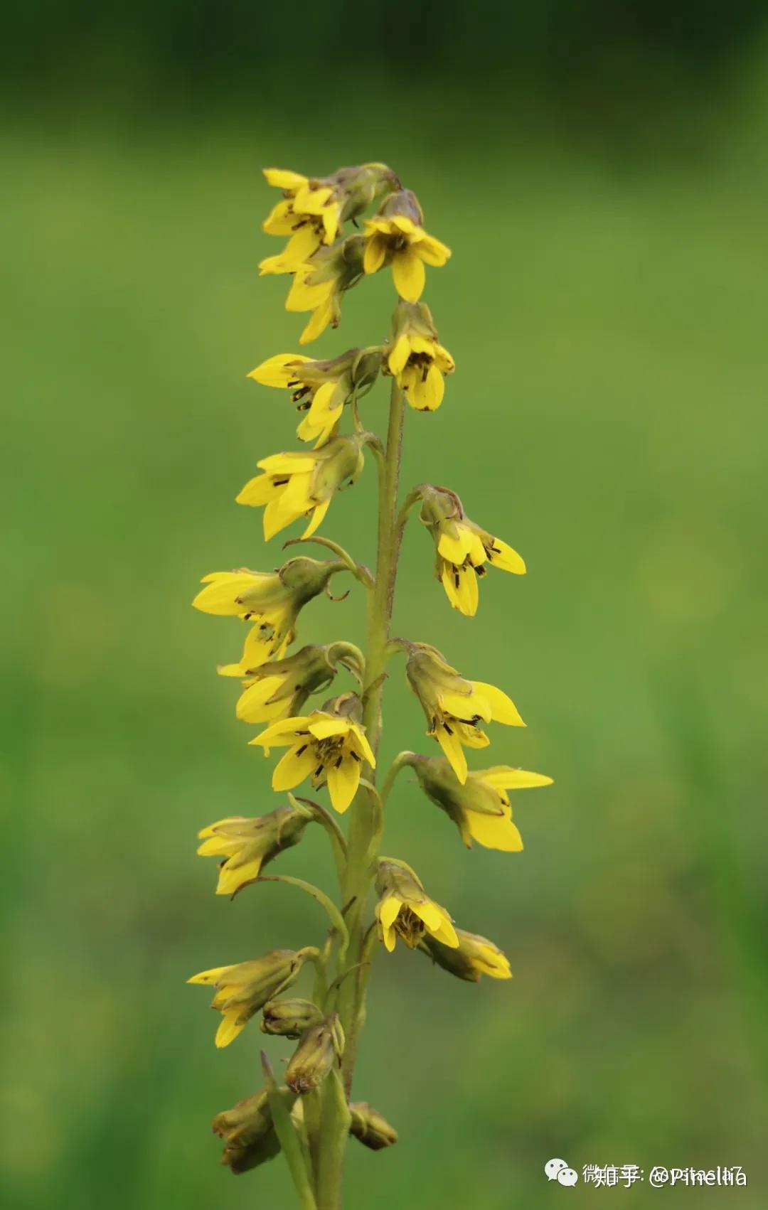 大花黄花鼠尾草(salvia flava var megalantha),唇形科鼠尾草属9