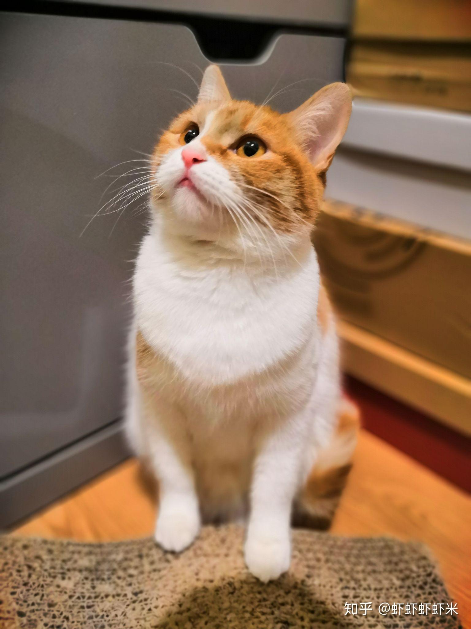 你见过最好看的橘猫长什么样?