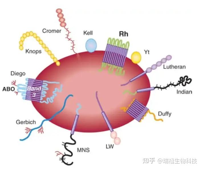 细胞膜仿生修饰树枝状聚酰胺胺PAMAM/细胞膜修饰超声造影剂/介孔硅的制备 知乎