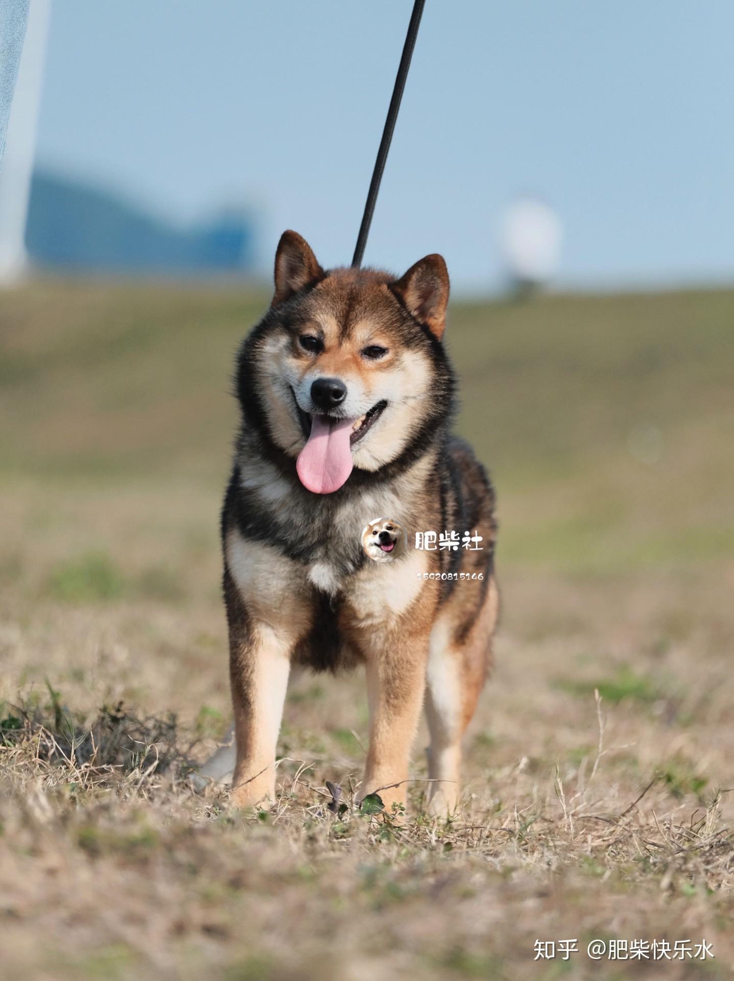 我家柴是胡麻? - 知乎