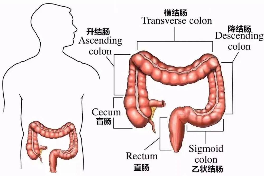 结肠半月瓣图片