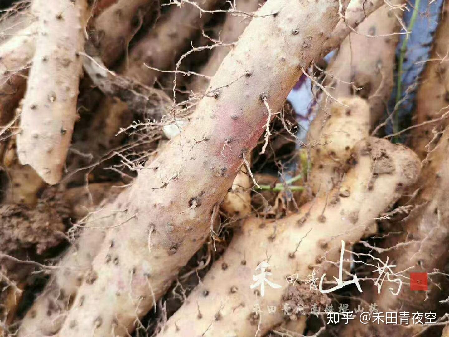 禾田青河南铁棍山药