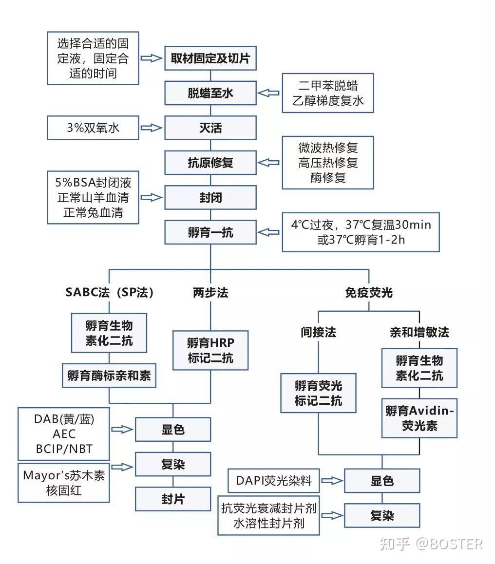 免疫组化流程图图片