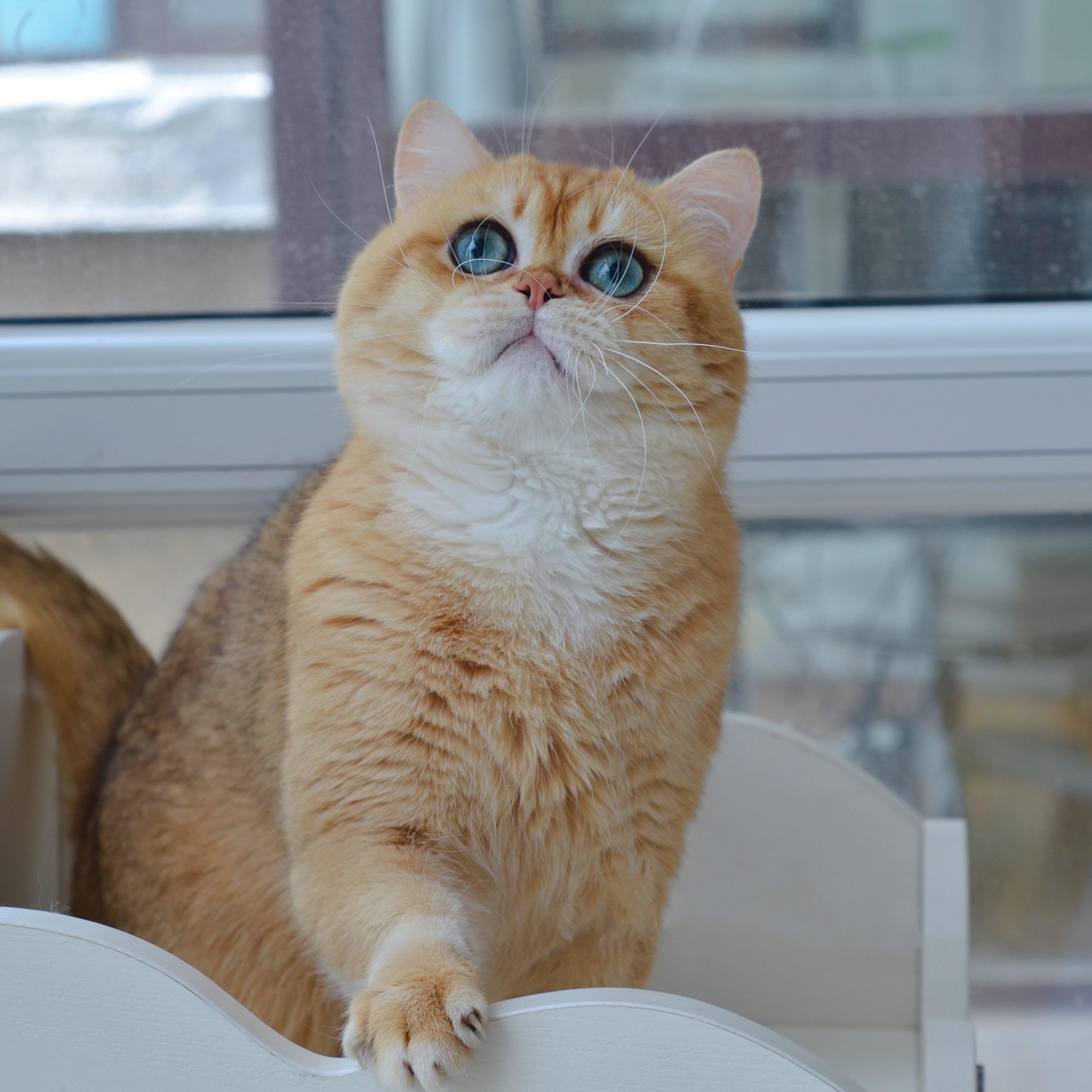 为什么很少有人讨论蓝金渐层