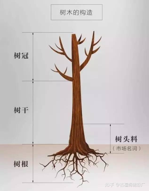 首先我们来看下树头料指的是小叶紫檀树的那个部位?