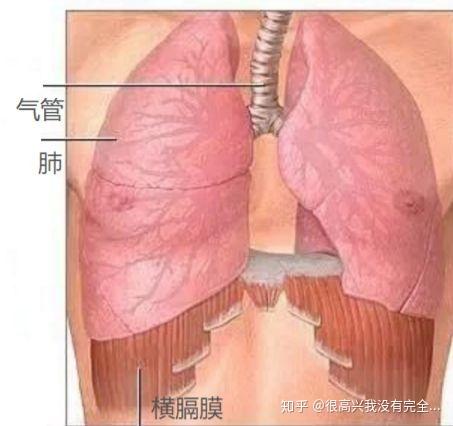 浅析呼吸机制与如何放松横膈膜 知乎