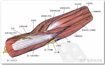 顯露與危險此入路是從尺側腕屈肌(尺神經支配)與尺側腕伸肌(骨間後