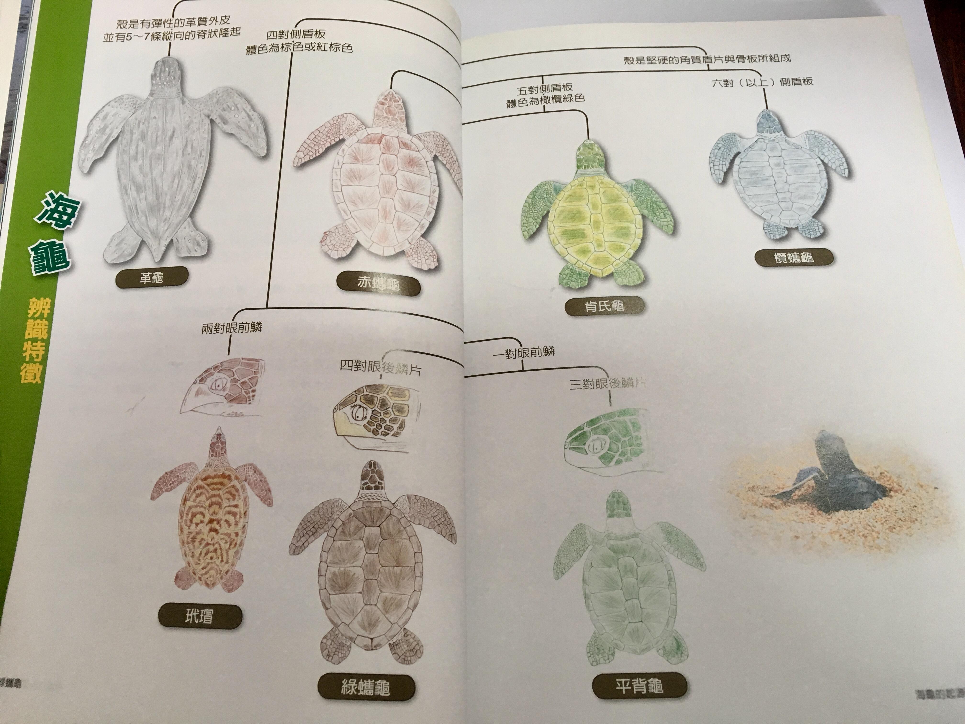 如何区分玳瑁红海龟绿海龟棱皮龟等各种海龟