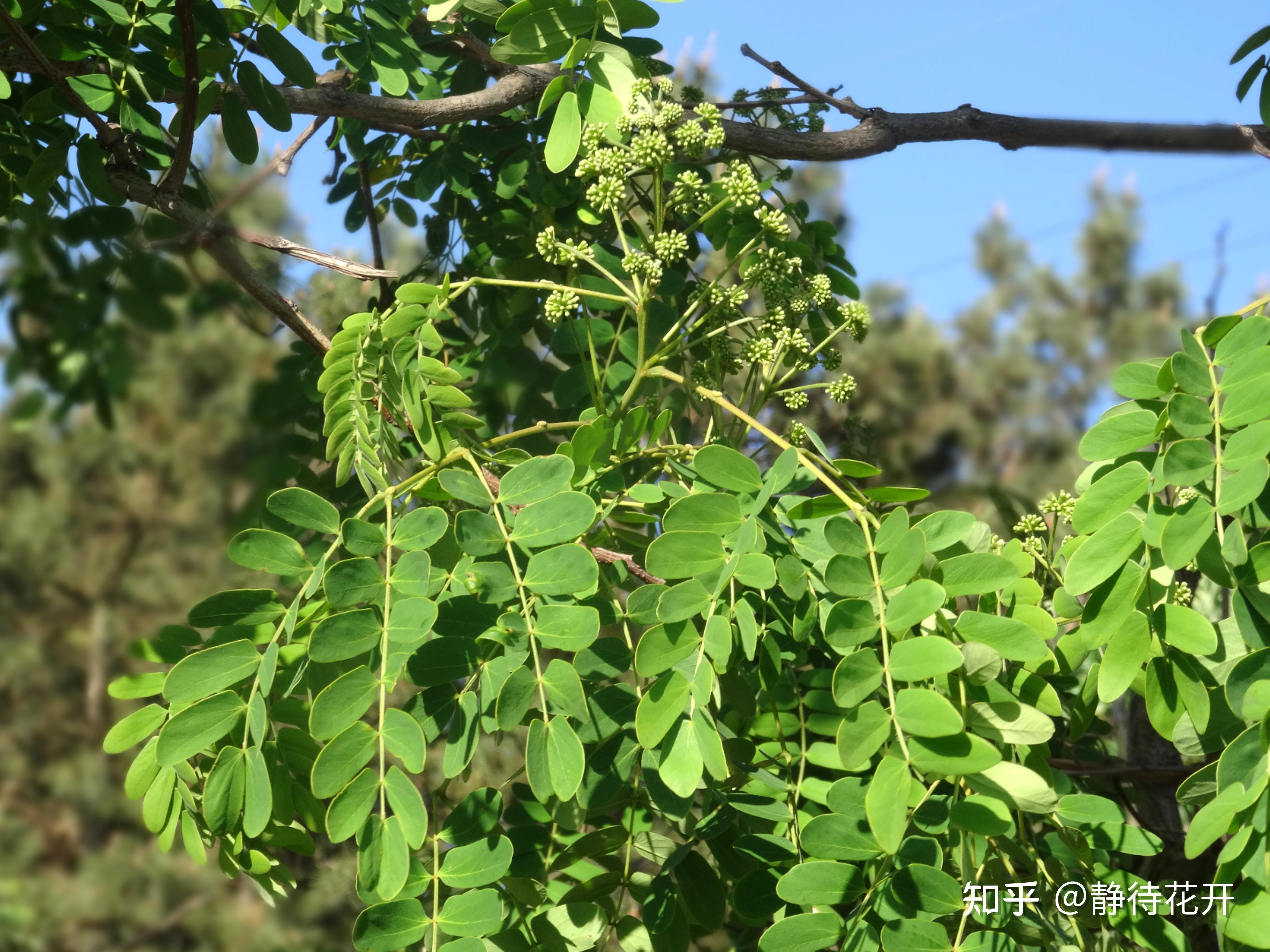 槐树花一年到底开几次? - 知乎