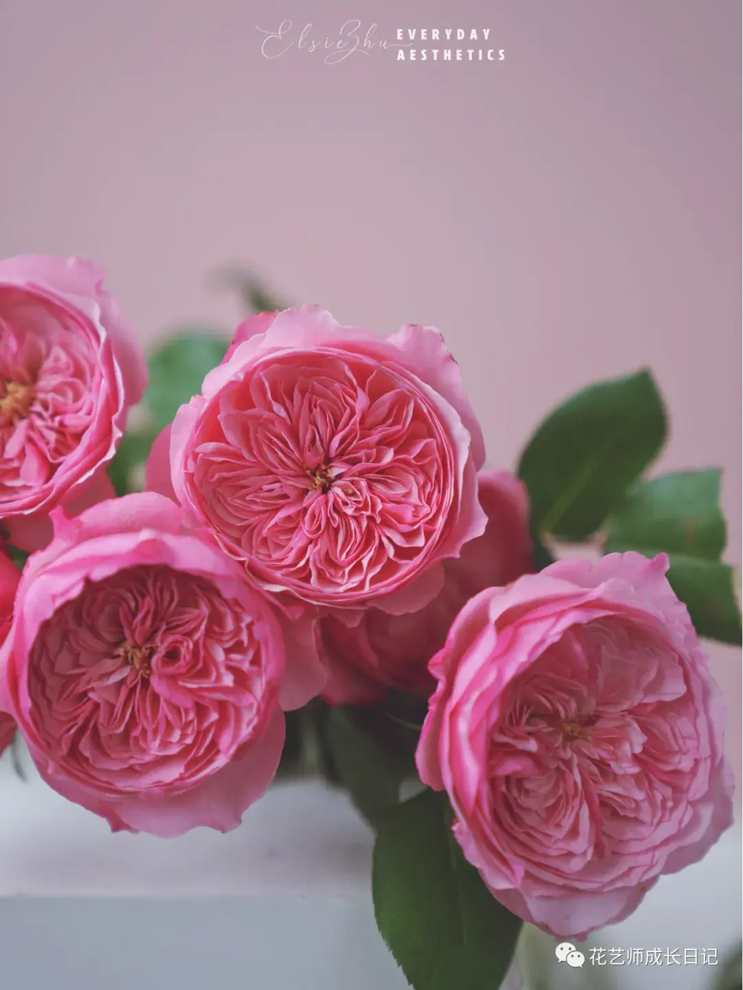 100朵玫瑰vol37凯丽玫瑰迷人的古典芳香