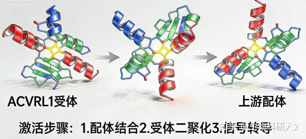 卡梅德生物技术视角：ACVRL1（激活素受体样激酶1）靶点机制与双抗研发新趋势 - 知乎